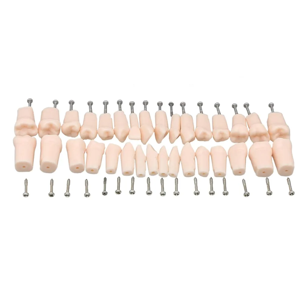 iDENTical Typodonts For Frasaco Type Jaw Set Individual M8022