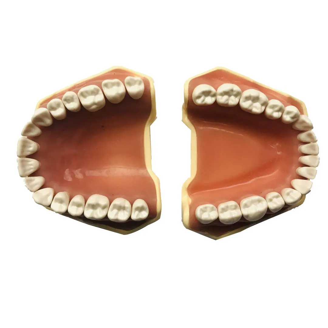 API Jaw Set with Typodonts 