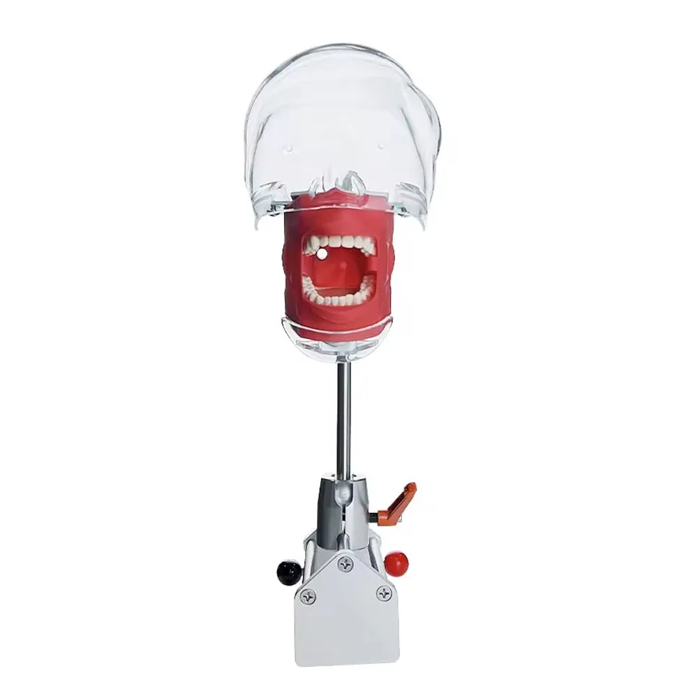 Identical Table Mount Portable Dental Manikin (M1003-3)