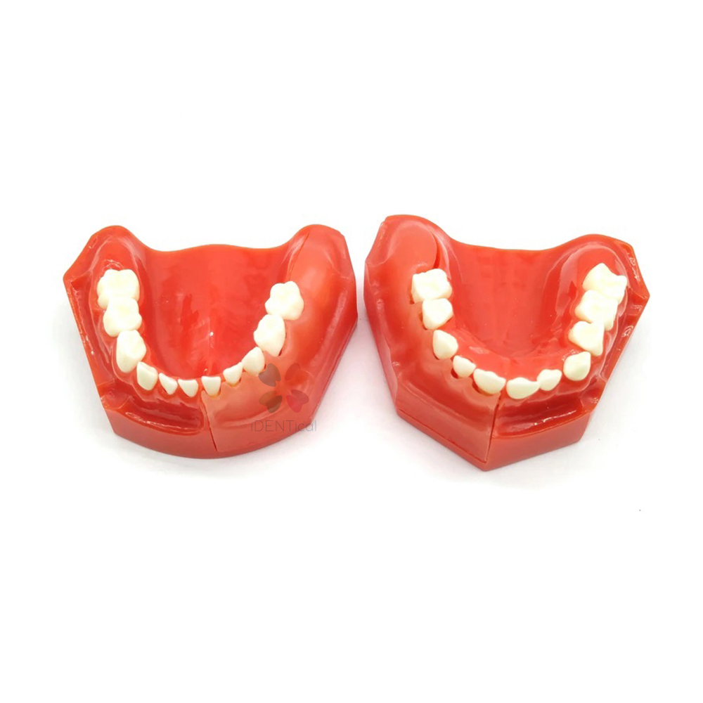 iDENTical Pediatric Development Model Age 3-6 M7011