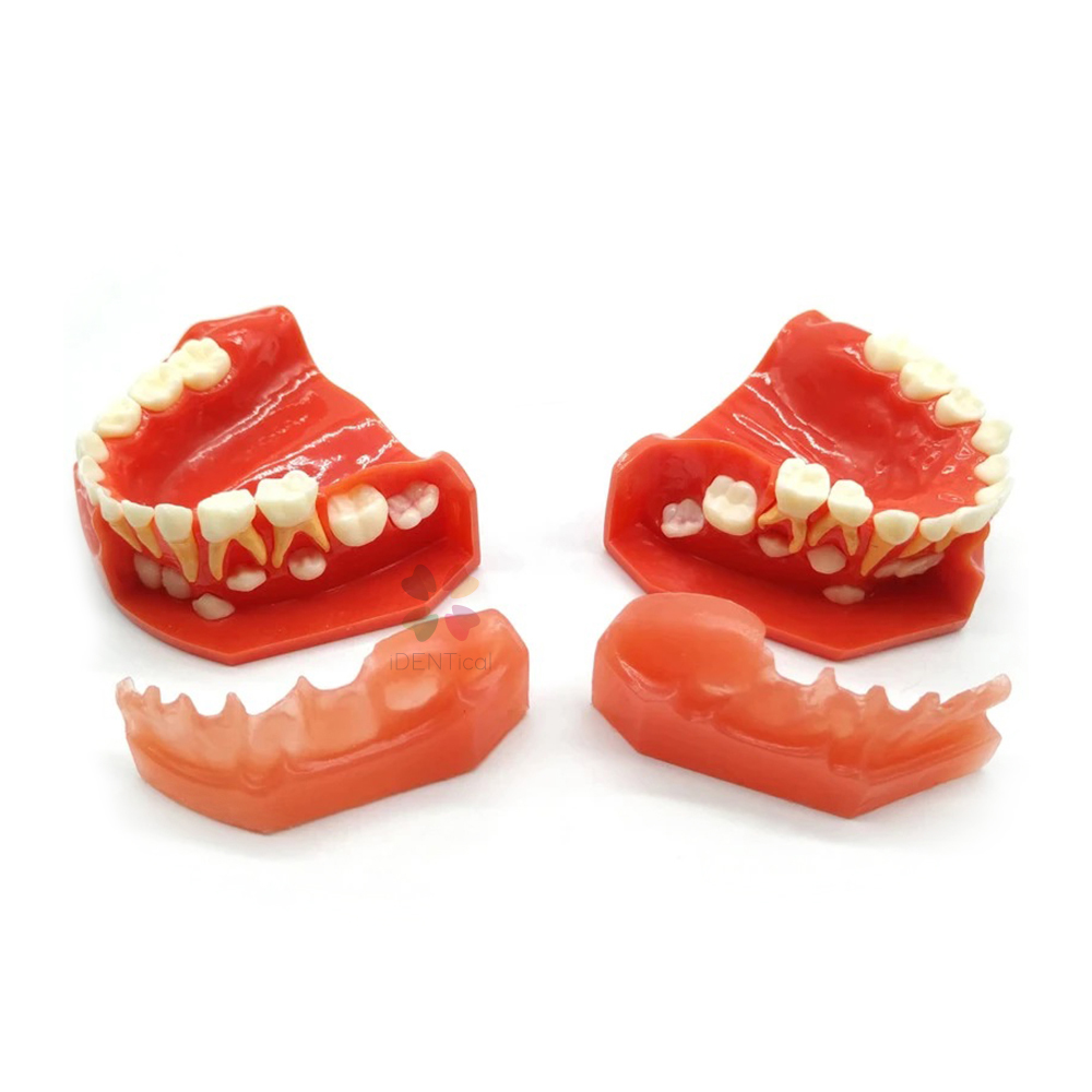 iDENTical Pediatric Development Model Age 3-6 M7011