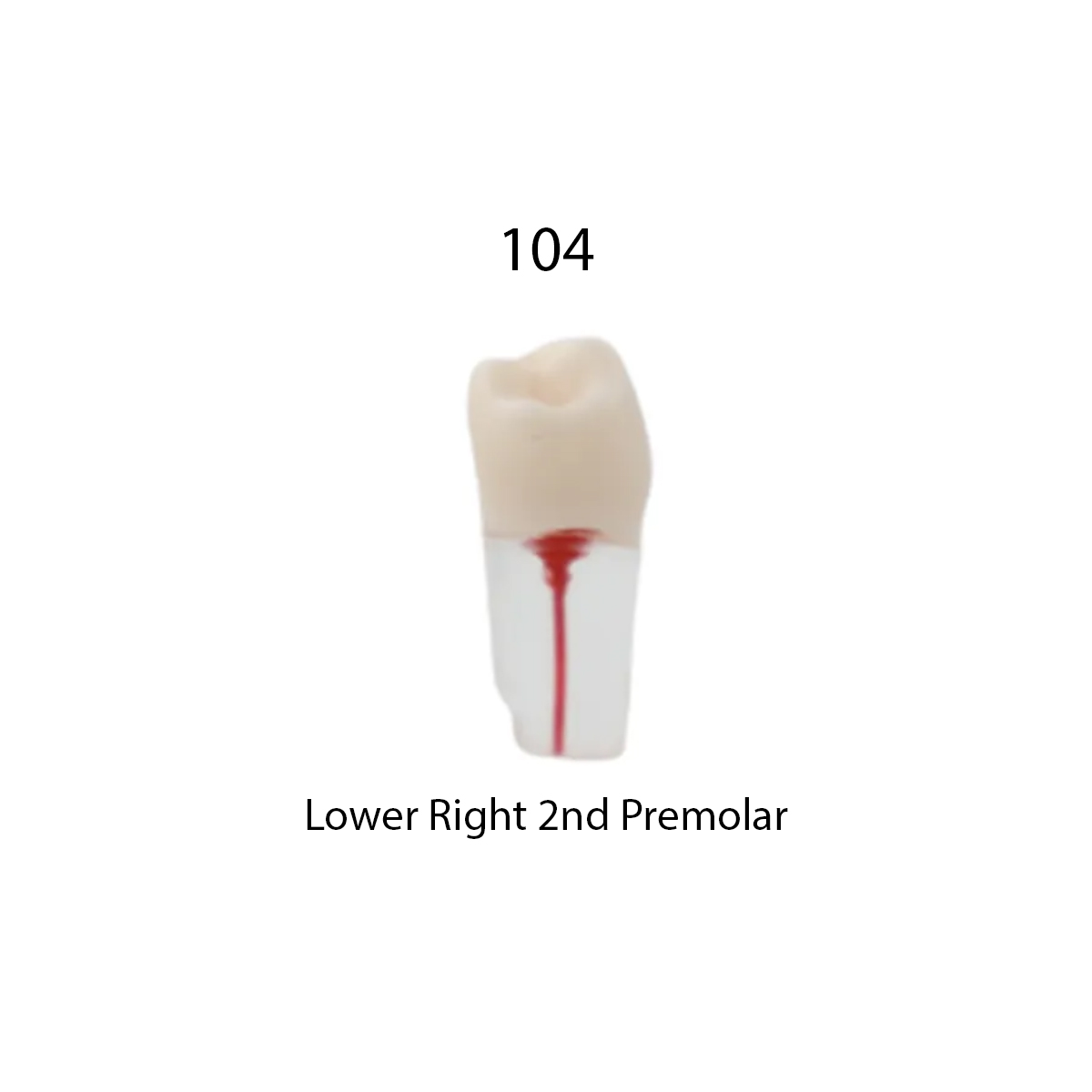 iDENTical Root Canal Treatment Practice Models