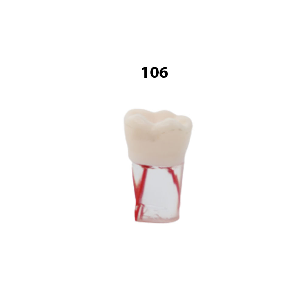 iDENTical Root Canal Treatment Practice Model - 106