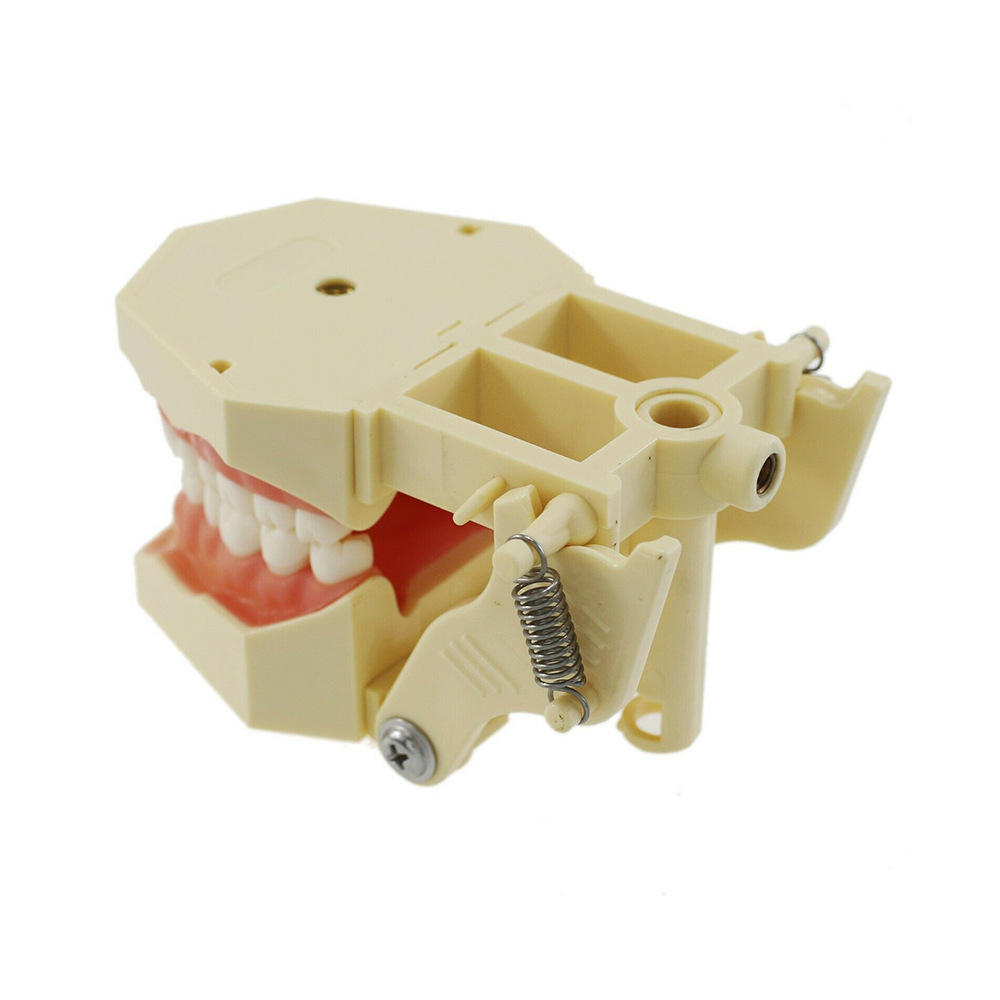 iDENTical Frasaco Type Typodont Jaw Set