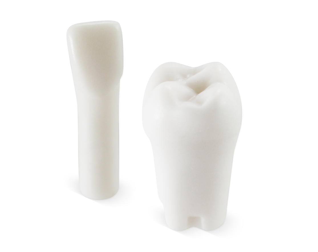 API Typodonts Individual -Pedo Size