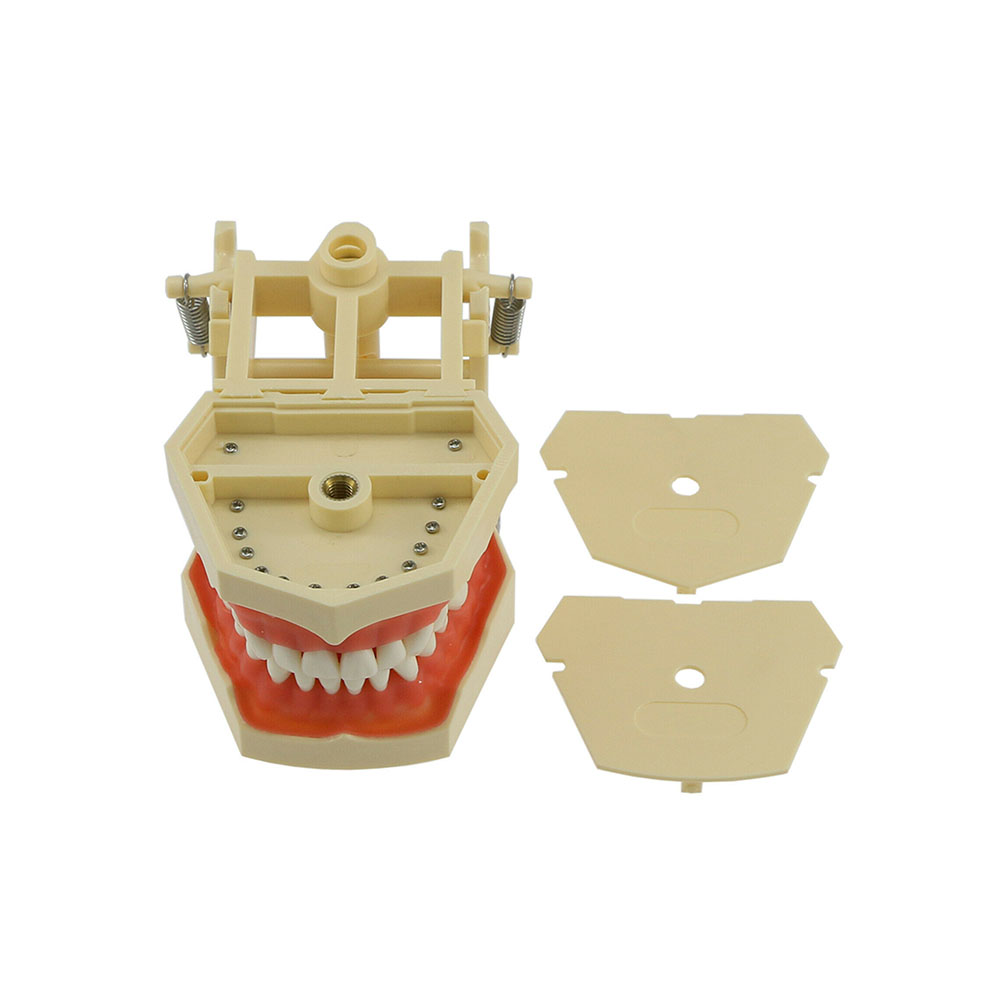 IDENTical Frasaco Type Typodont Jaw Set M8014 (With Hinge)