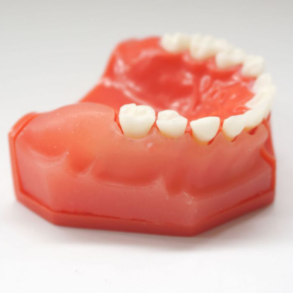 iDENTical Pediatric Development Model Age 5-9 M7012