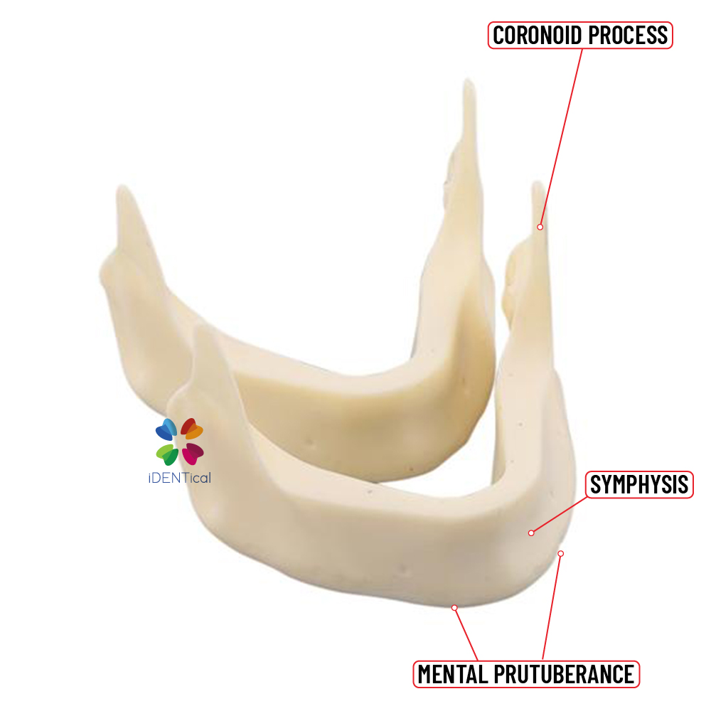 iDENTical Implant Practice Mandible Jaw Model M2025 (1 Piece)