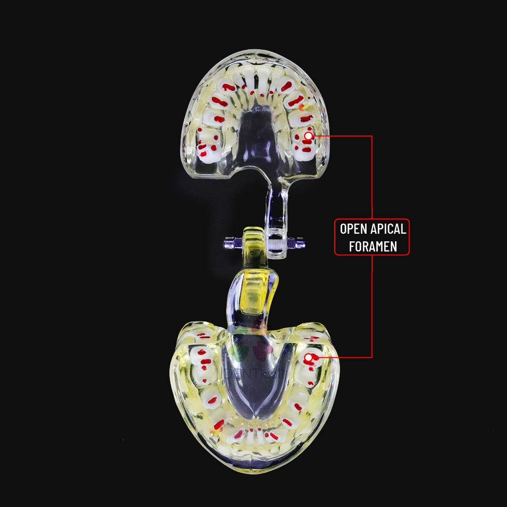 IDENTical Paediatric Model with Pathologies M4002 