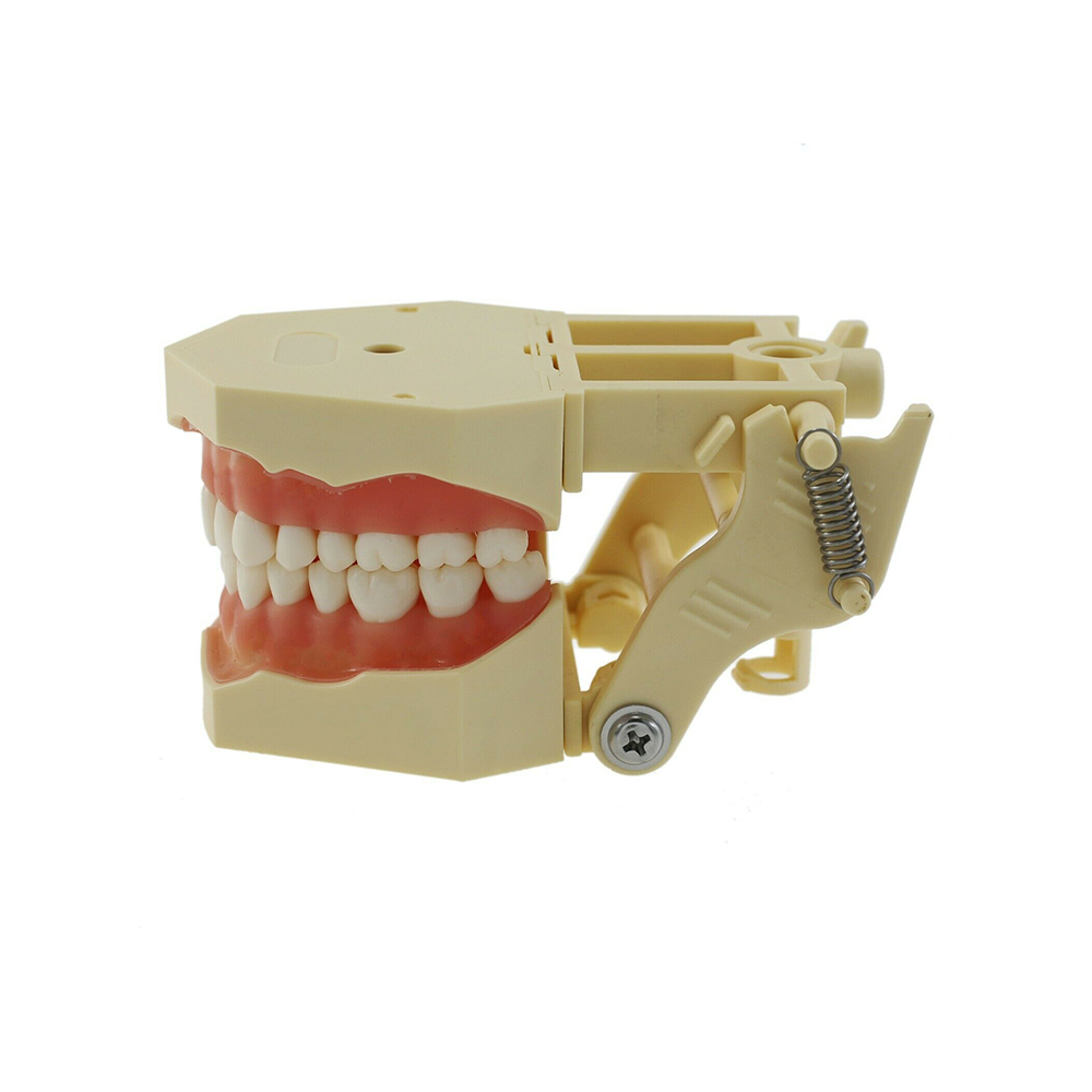 iDENTical Frasaco Type Typodont Jaw Set