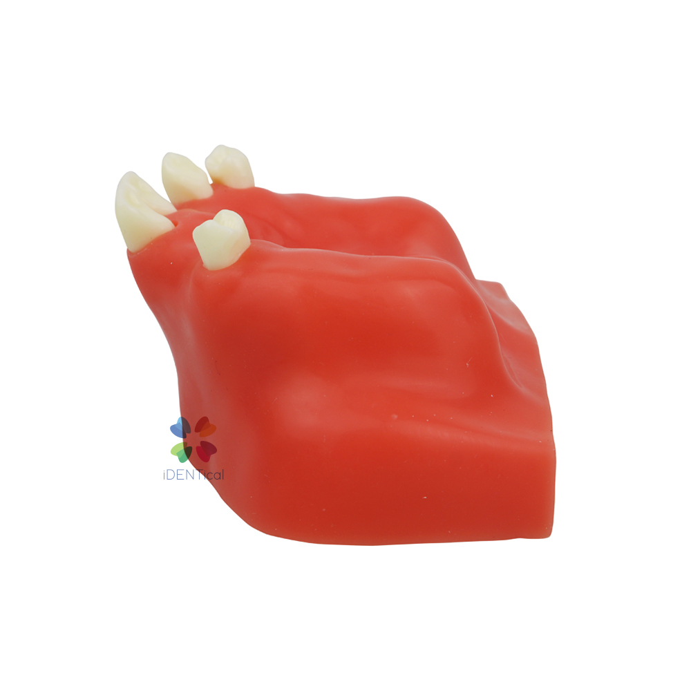 iDENTical Dental Sinus Lift Practicing Model M2014