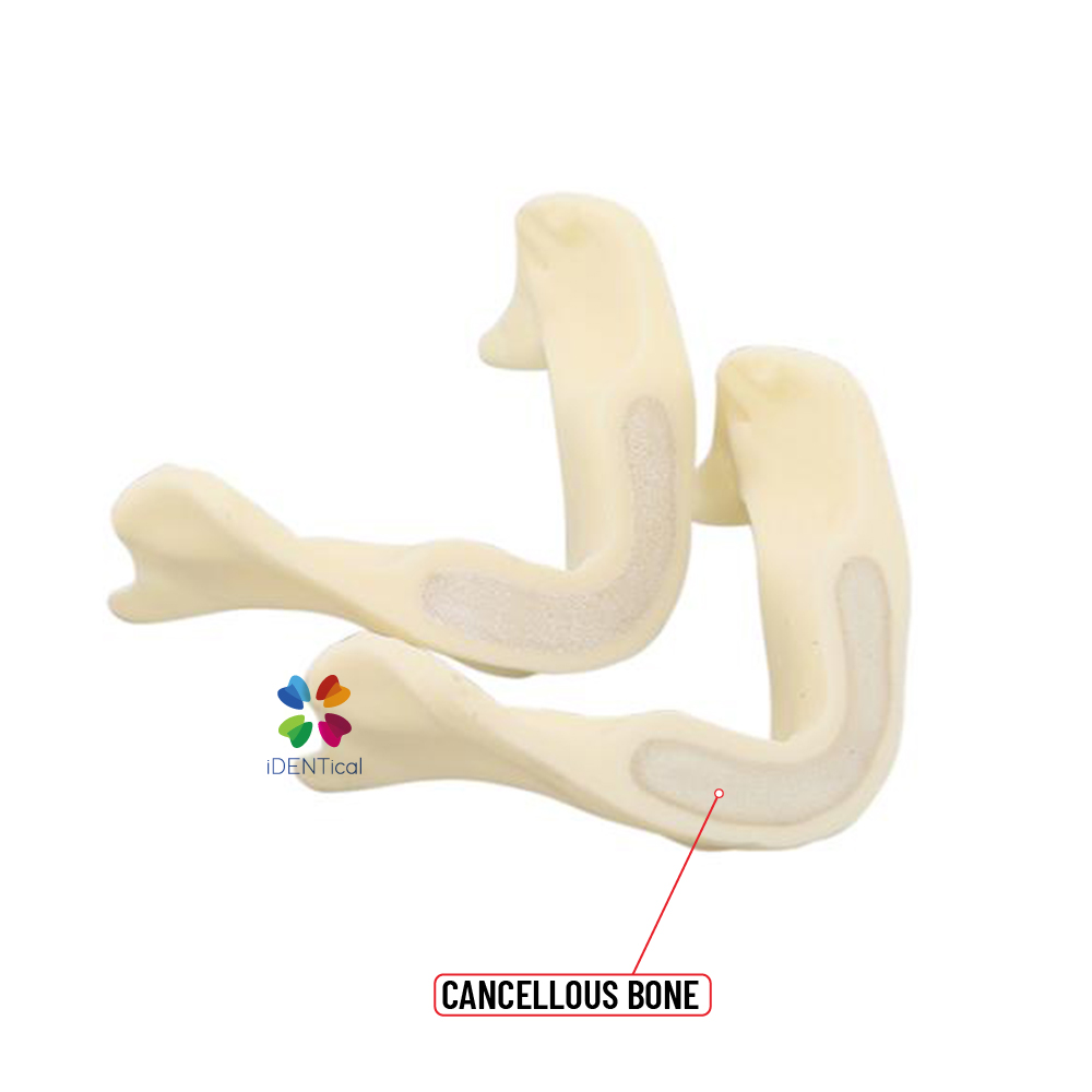 iDENTical Implant Practice Mandible Jaw Model M2025 (1 Piece)