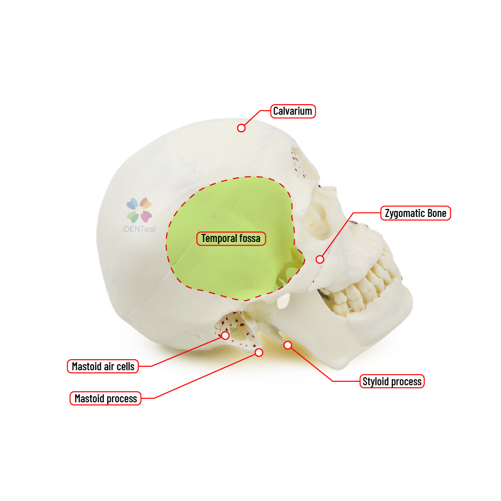 iDENTical Skull Education Model (M5007)