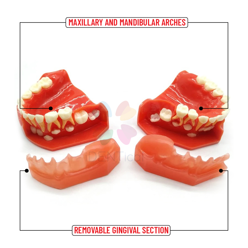 iDENTical Pediatric Development Model Age 3-6 M7011