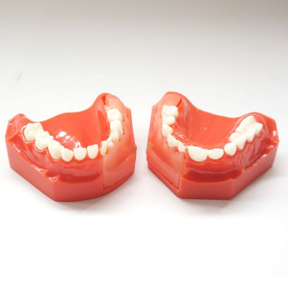 iDENTical Pediatric Development Model Age 5-9 M7012