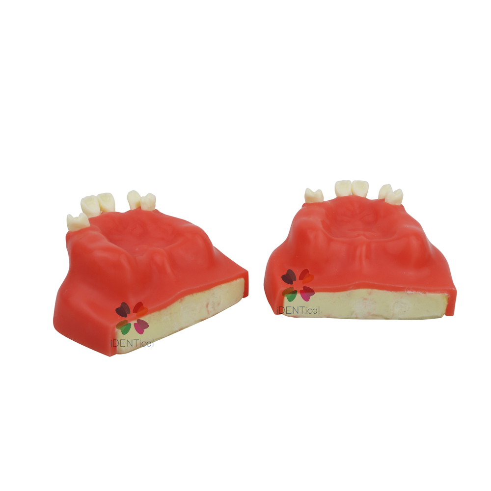 iDENTical Dental Sinus Lift Practicing Model M2014