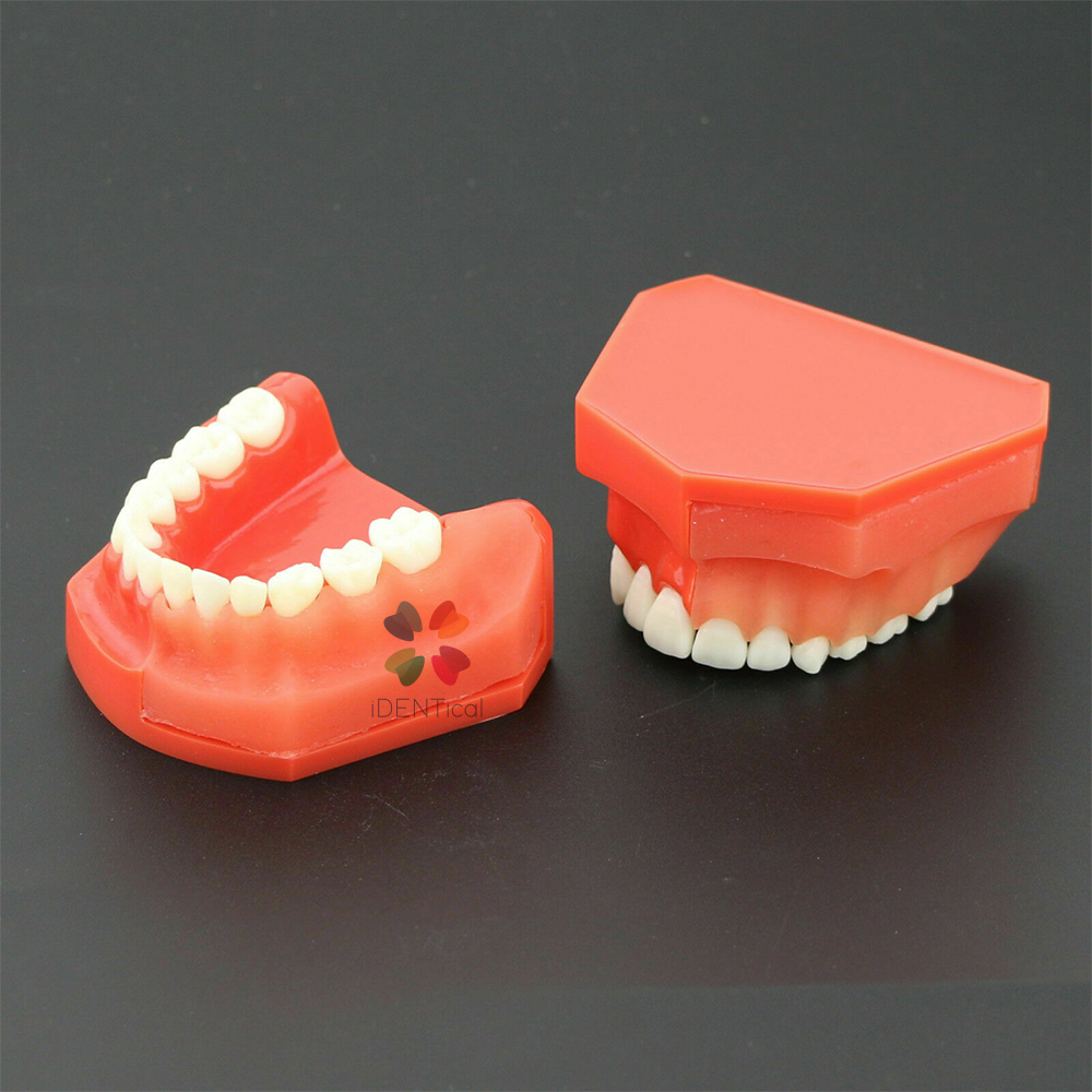 iDENTical Pediatric Development Model Age 9-12 M7013