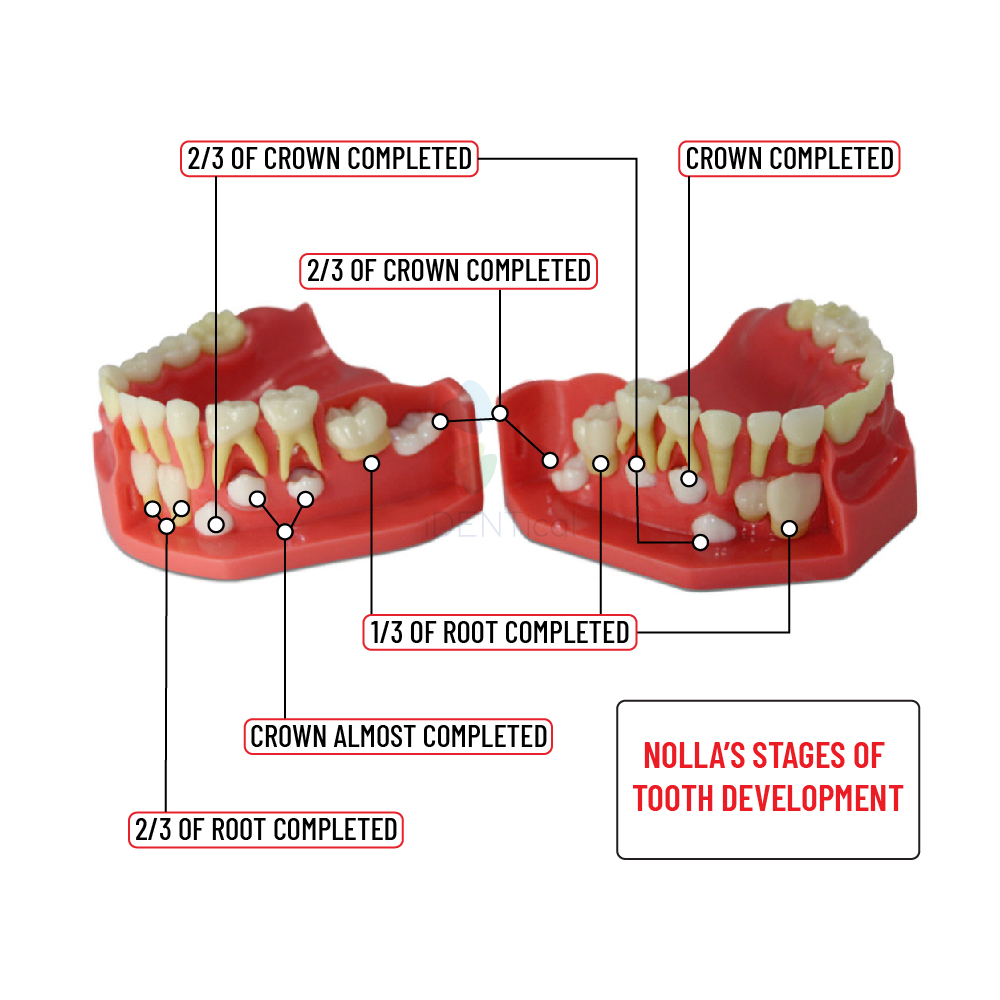 iDENTical Pediatric Development Model Age 5-9 M7012
