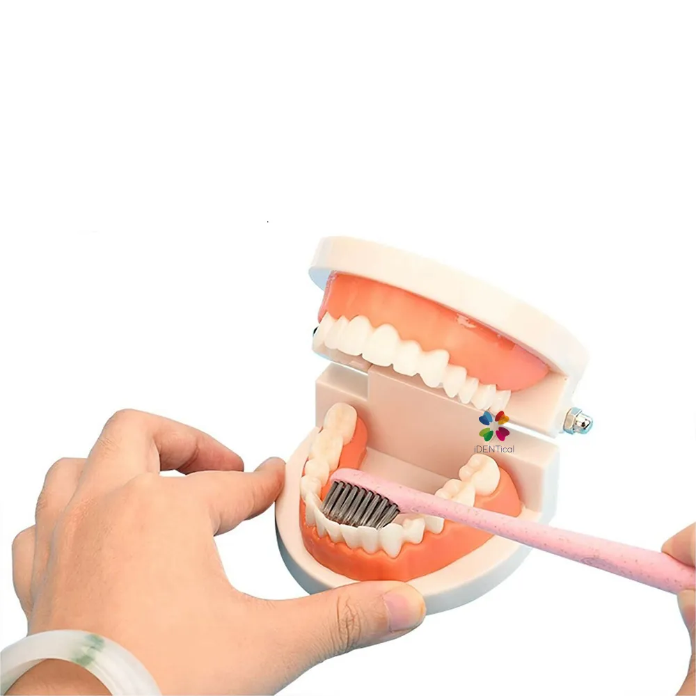 iDENTical Dental Model For Patient Education MD-105 Online at Best ...