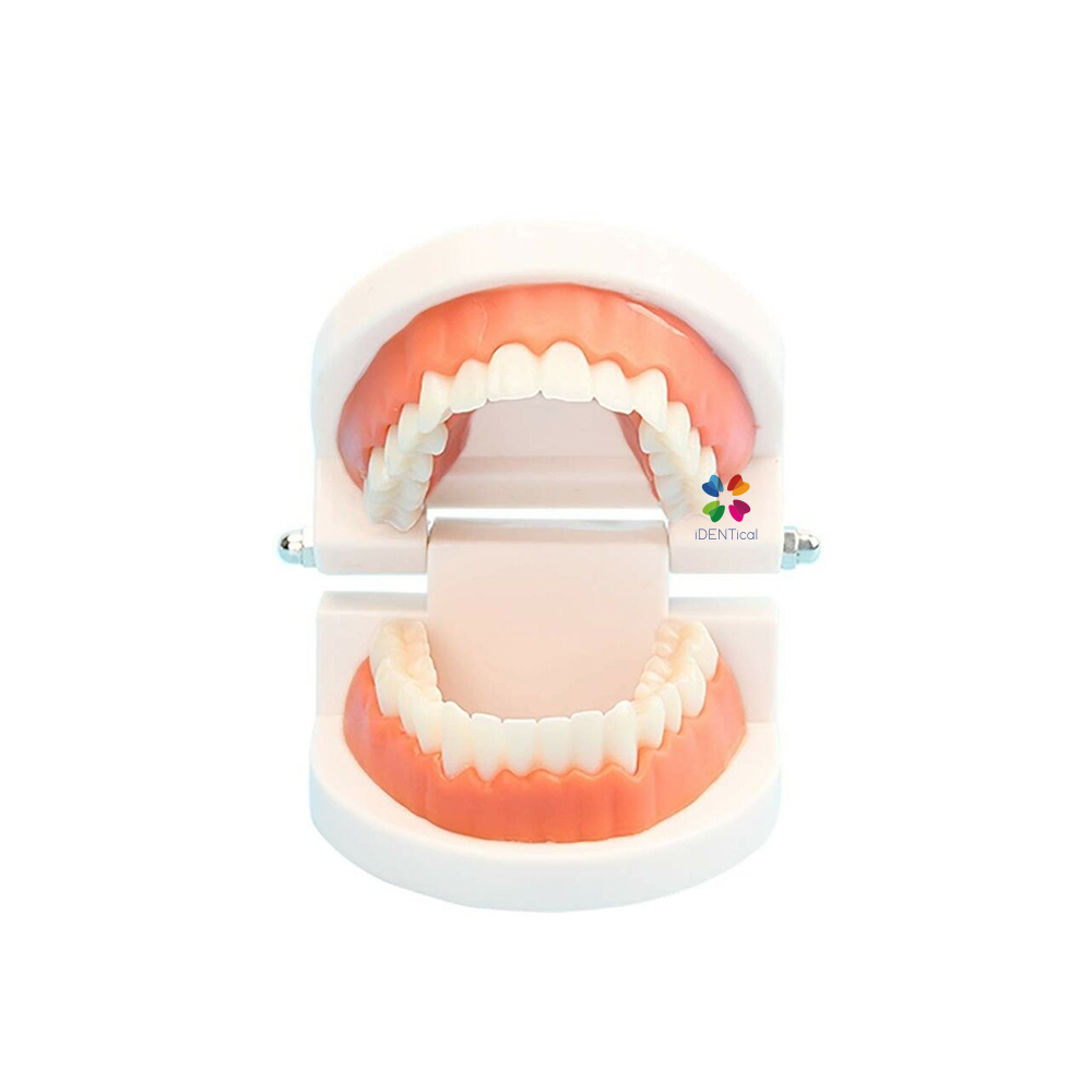 iDENTical Dental Model For Patient Education MD-105