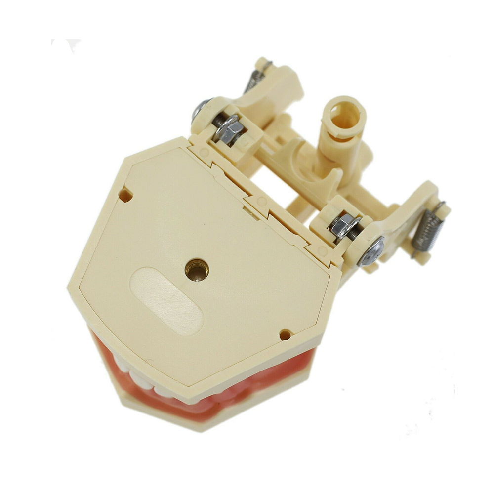 iDENTical Frasaco Type Typodont Jaw Set