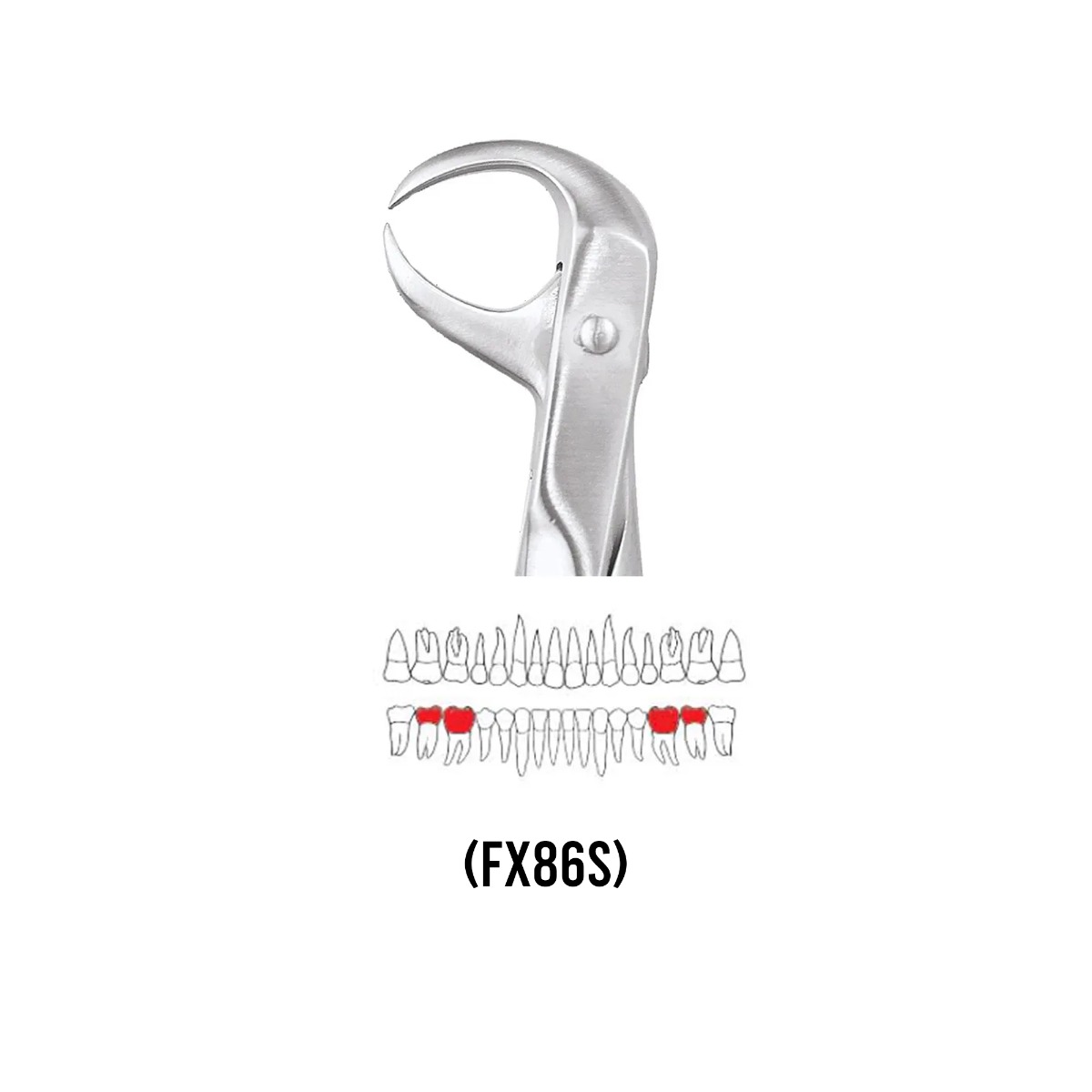 GDC Extraction Forceps Lower Molars - 86 Standard (FX86S)