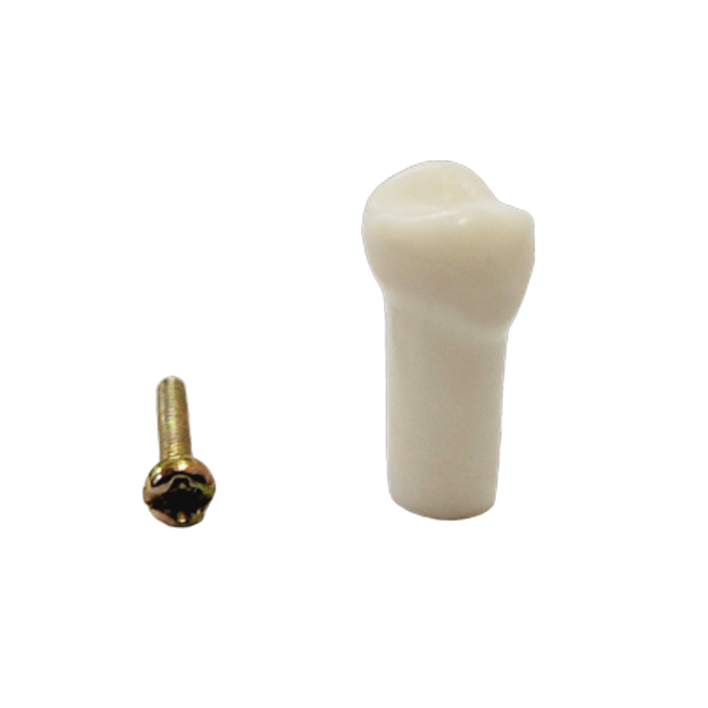 API Upper Left Decidious First Molar Typodonts Individual FZ (Pedo) #64