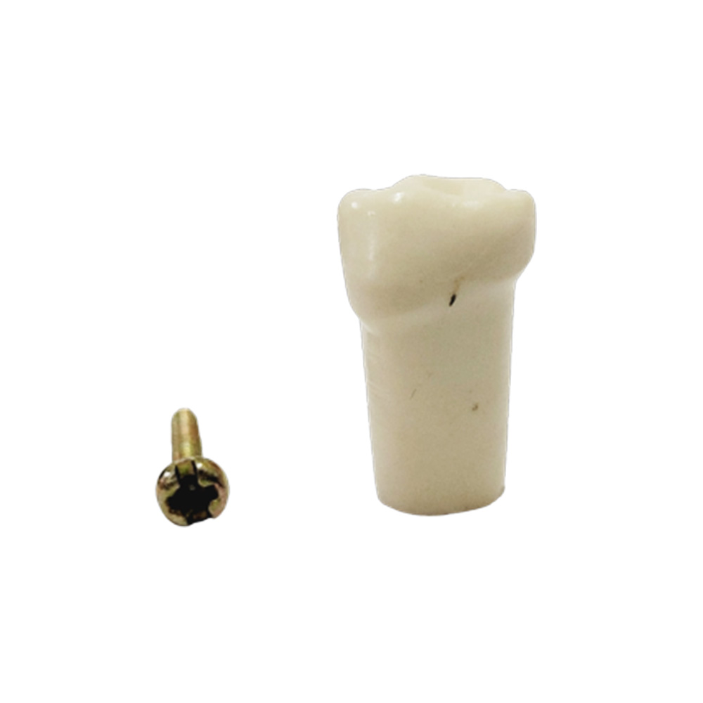 API Lower Left Decidious First Molar Typodonts Individual FZ (Pedo) # 74