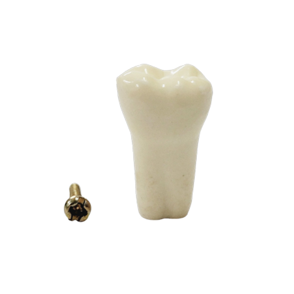API Lower Left First Molar Typodonts Individual-B561-36