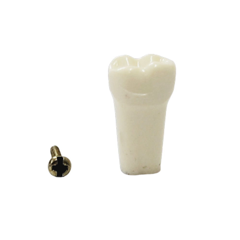 API Lower Right Third Molar Typodonts Individual-B561-48