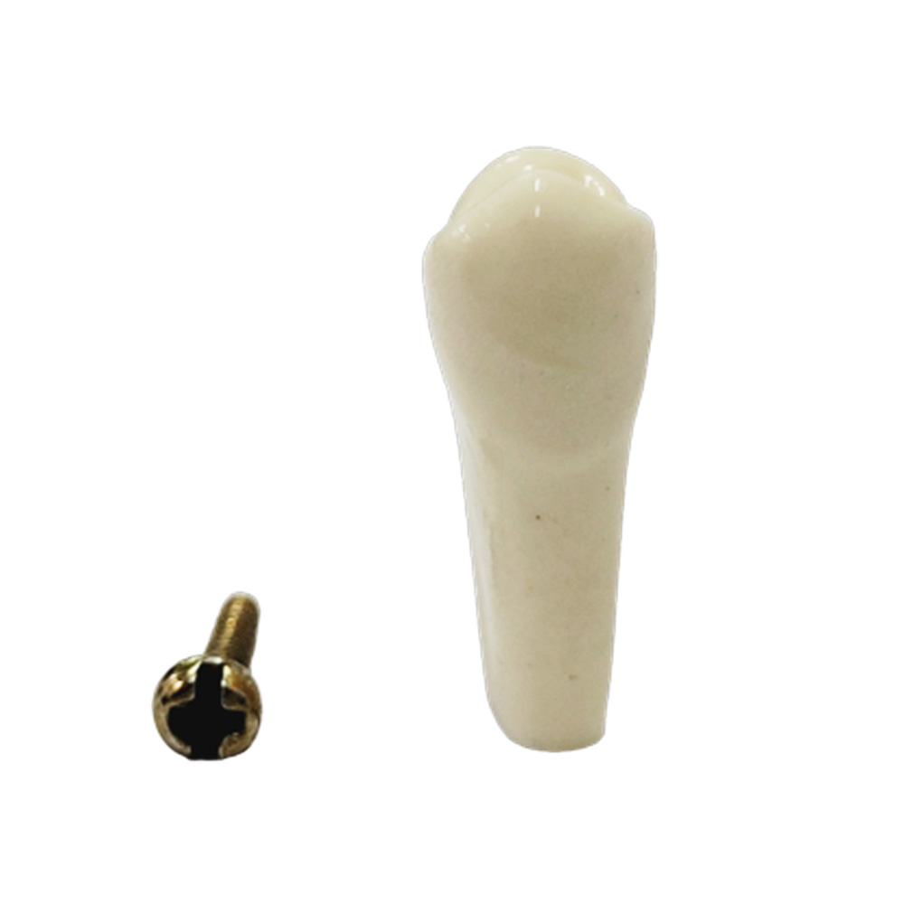 API Upper Left Second Premolar Typodonts Individual-B561-25