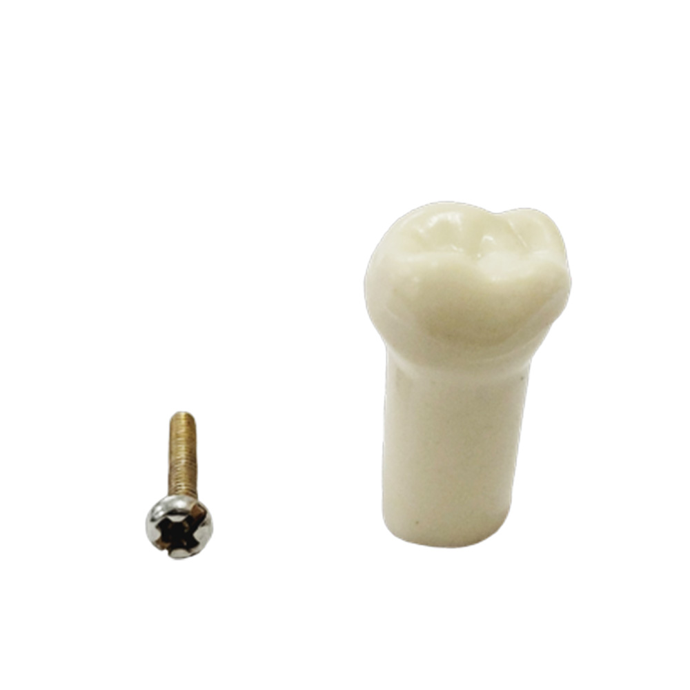 API Upper Right Decidious Second Molar Typodonts Individual FZ (PEDO) #55