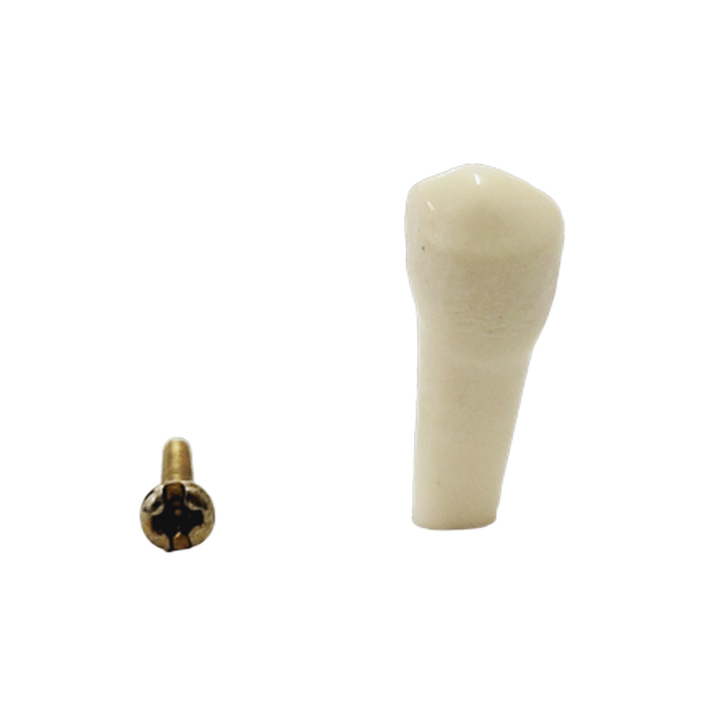 API Lower Left First Premolar Typodonts Individual-B561-34