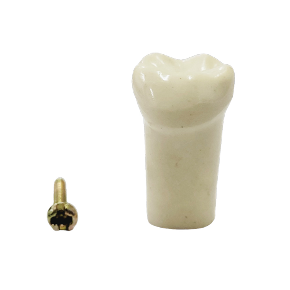 API Lower Left Decidious Second Molar Typodonts Individual FZ (Pedo) # 75