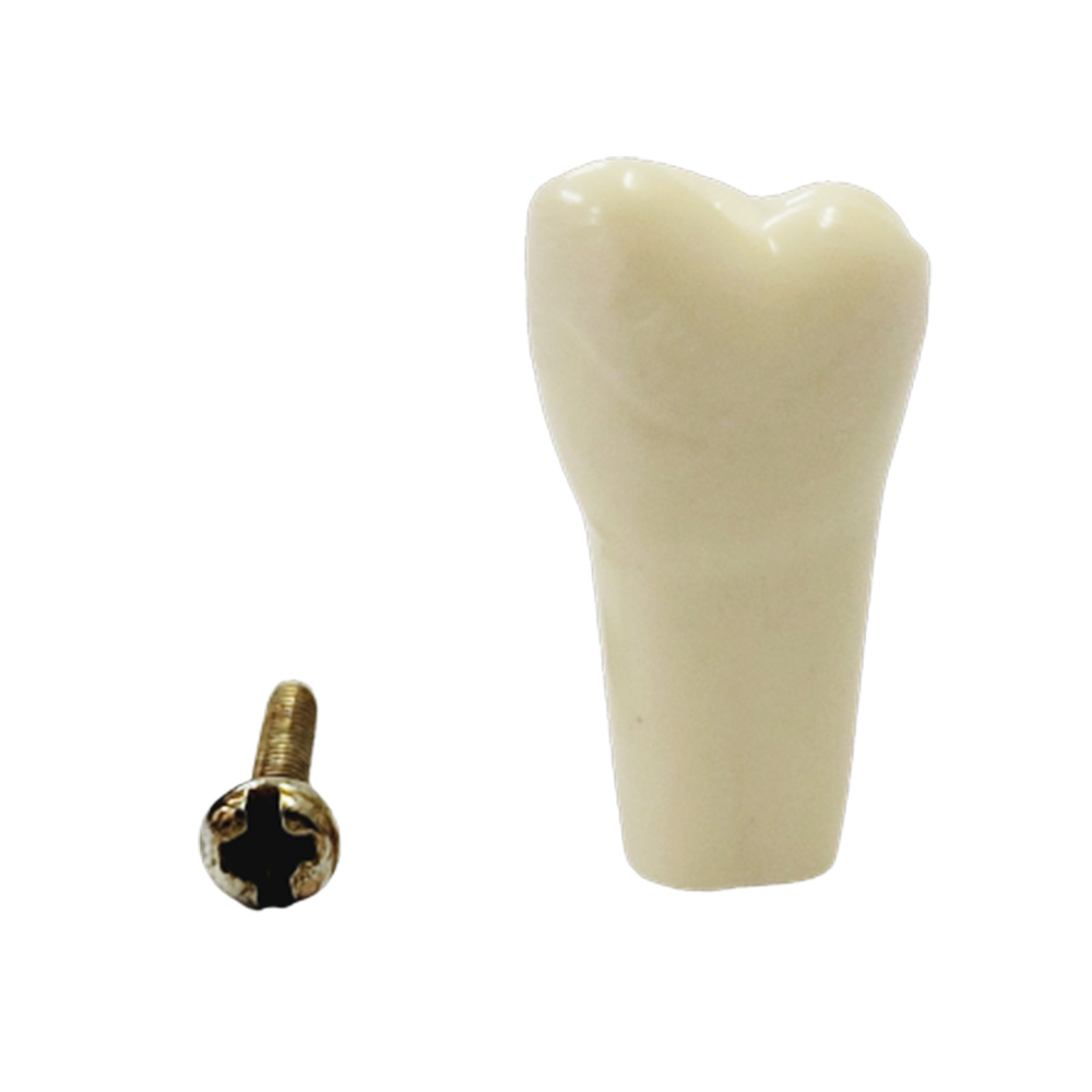 API Upper Right Second Molar Typodonts Individual B561 - #17