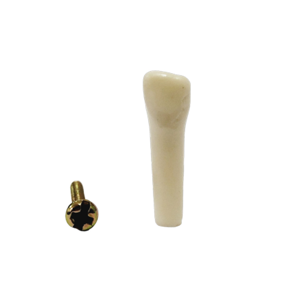 API Lower Left Decidious Central Incisor Typodonts Individual FZ (Pedo) # 71