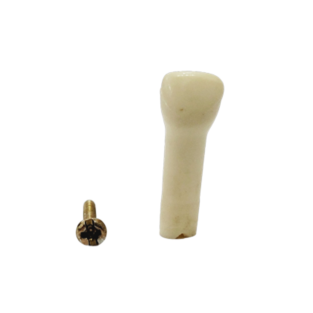 API Upper Right Decidious Central Incisor Typodonts Individual FZ (Pedo) #51