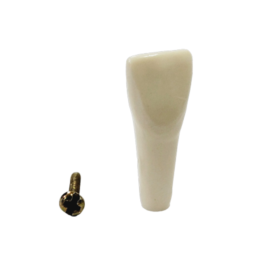 API Upper Left Central Incisor Typodonts Individual-B561-21