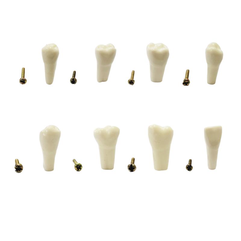 API Typodonts Individual B561 - Adult Size