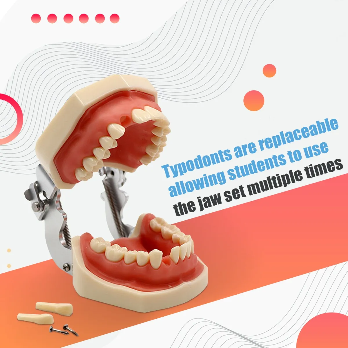 NISSIN DENTAL MODEL Nissin B3-305 Oral Anatomy Study Model 32's