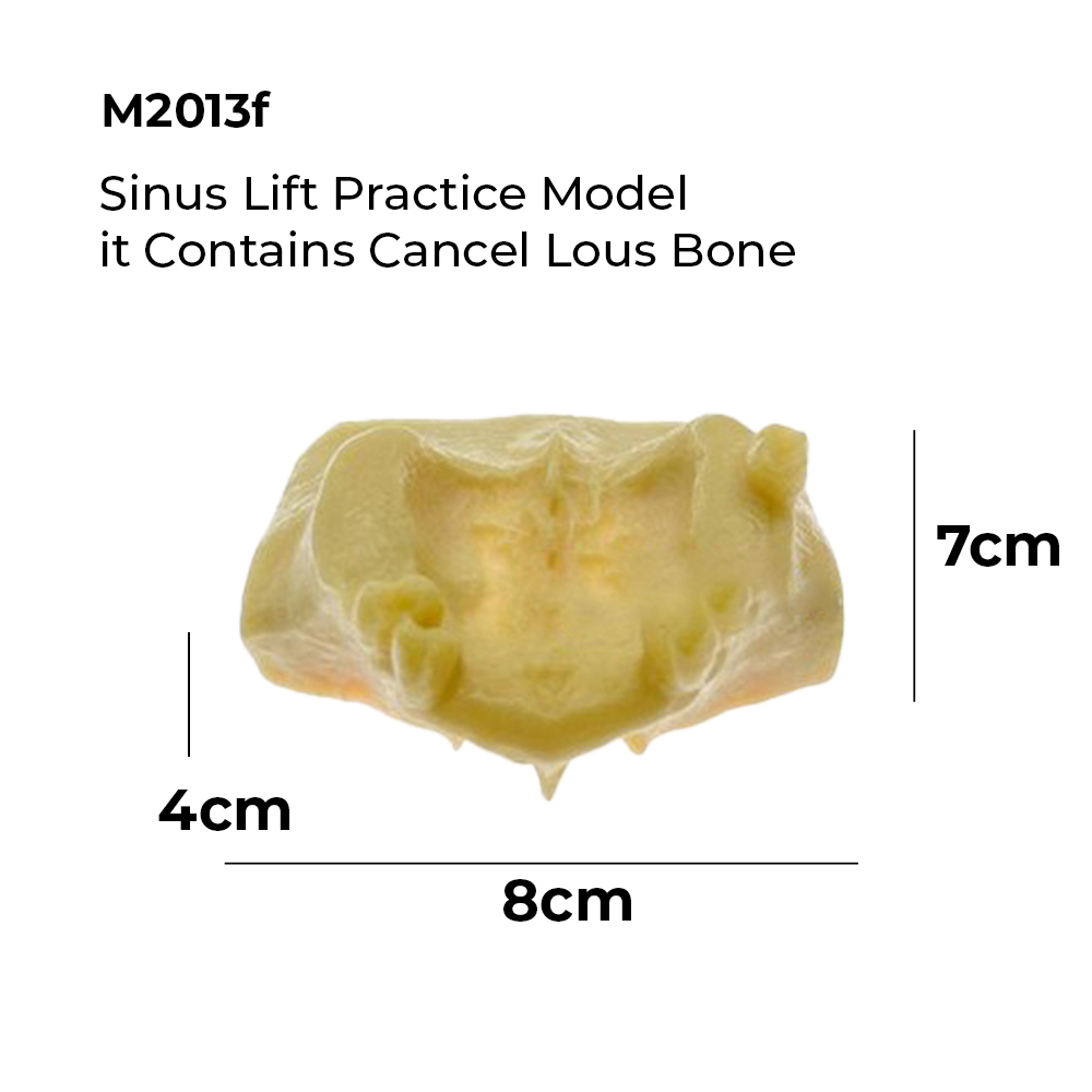 iDENTical Sinus Lift Practice Model M2013F