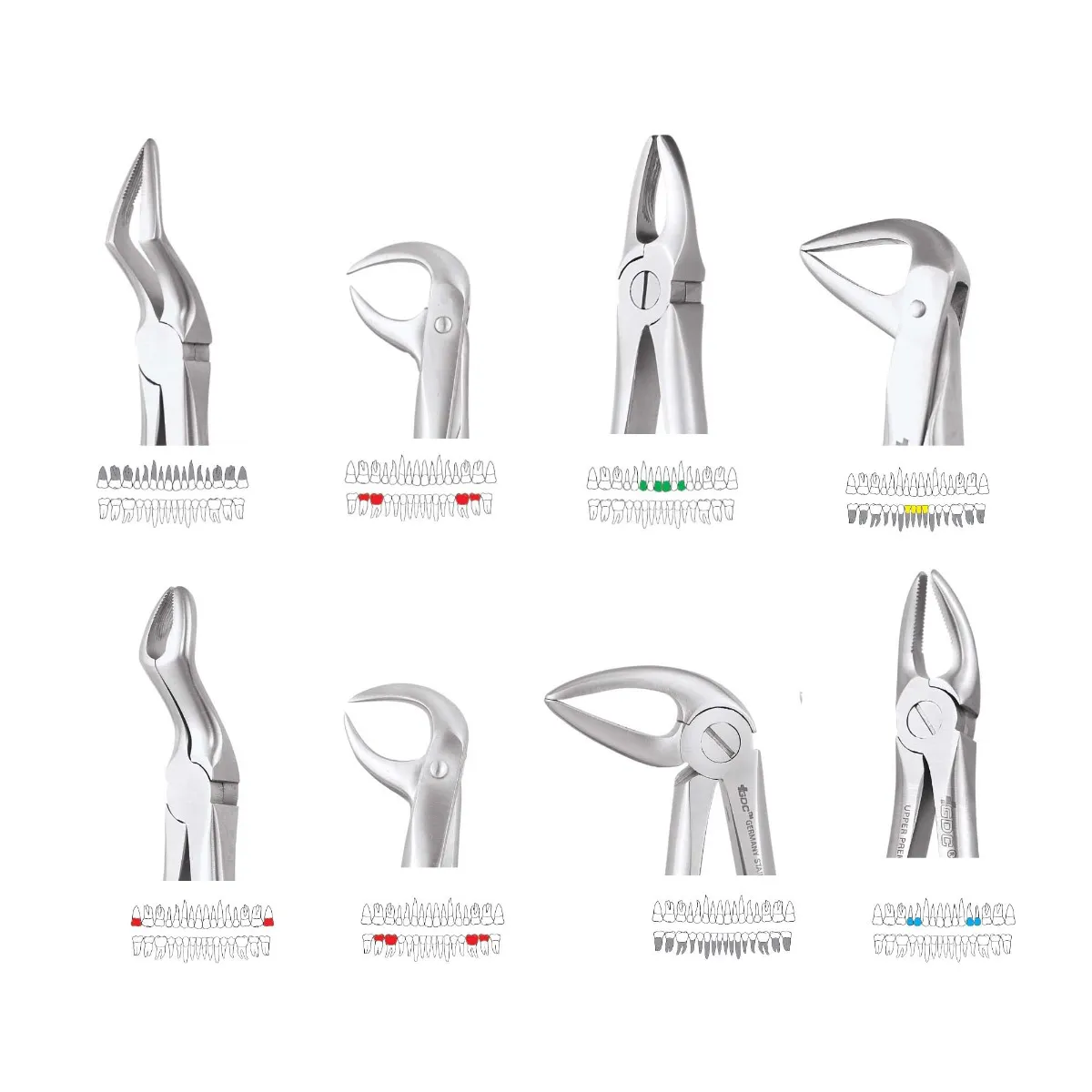 GDC Extraction Forceps Premium