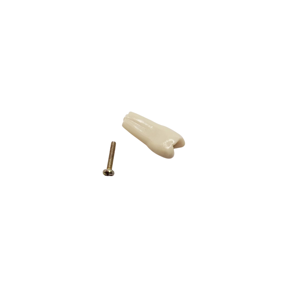 Columbia Dentoform Typodont Ivorine Teeth (T-560 #12)