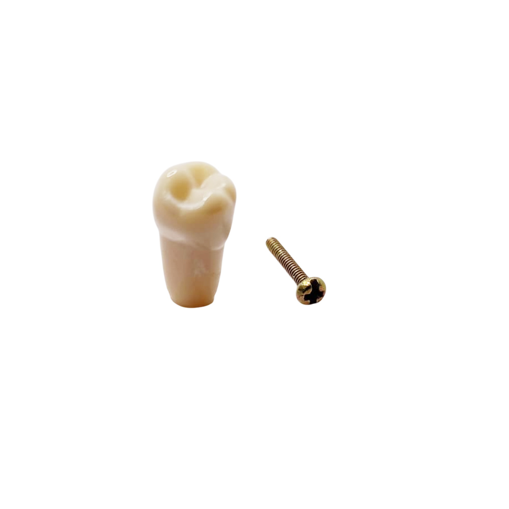 Columbia Dentoform Typodont Ivorine Teeth (T-560 #29)