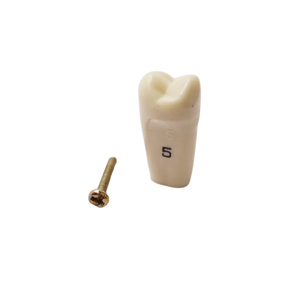 Columbia Dentoform Typodont Ivorine Teeth (T-860 #5)