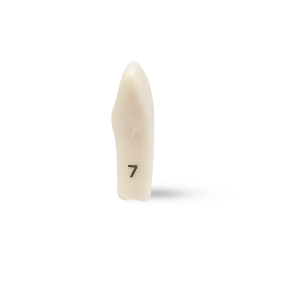 Columbia Dentoform Typodont Ivorine Teeth (T-860 #7)