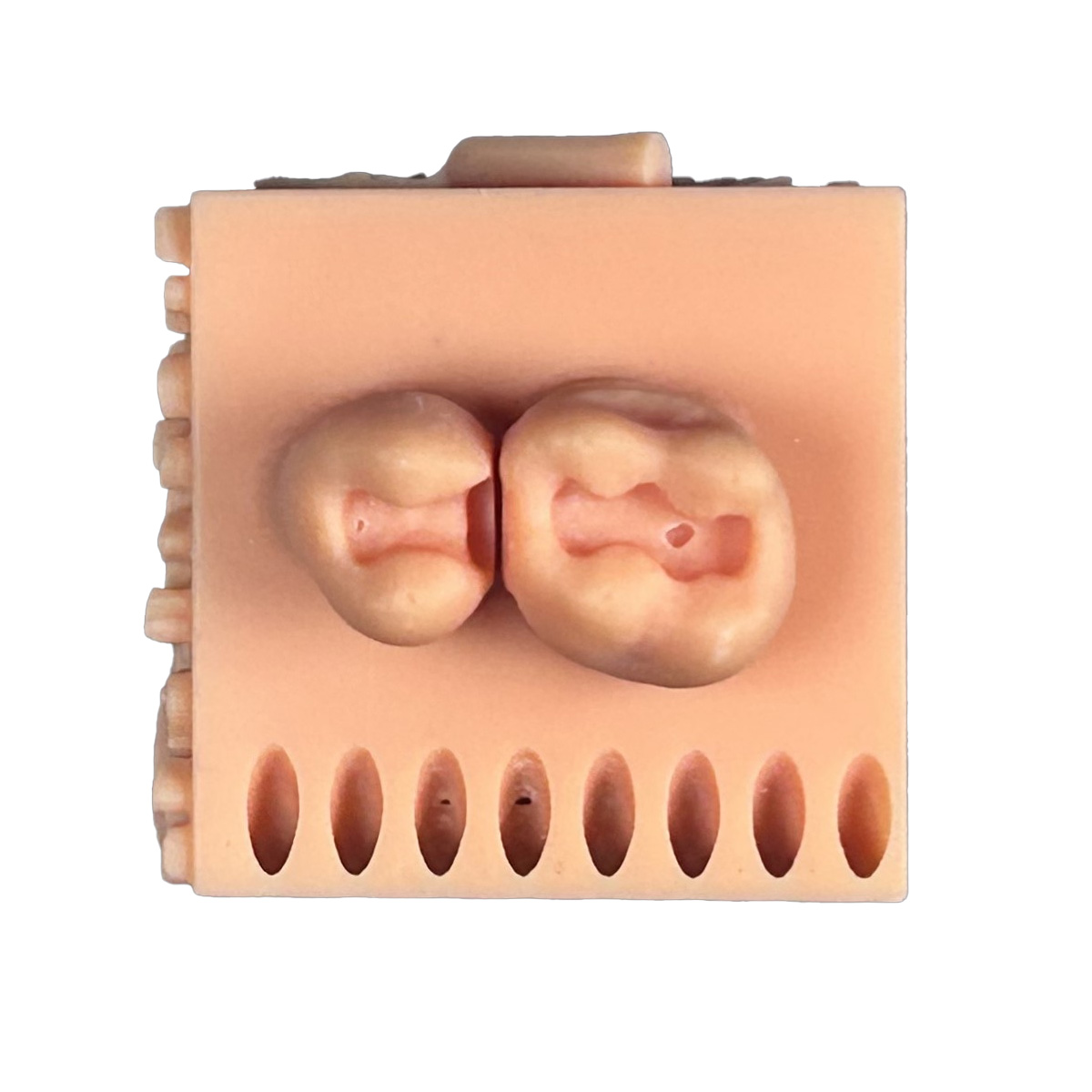 Toothxplore Magniaid Outer Case