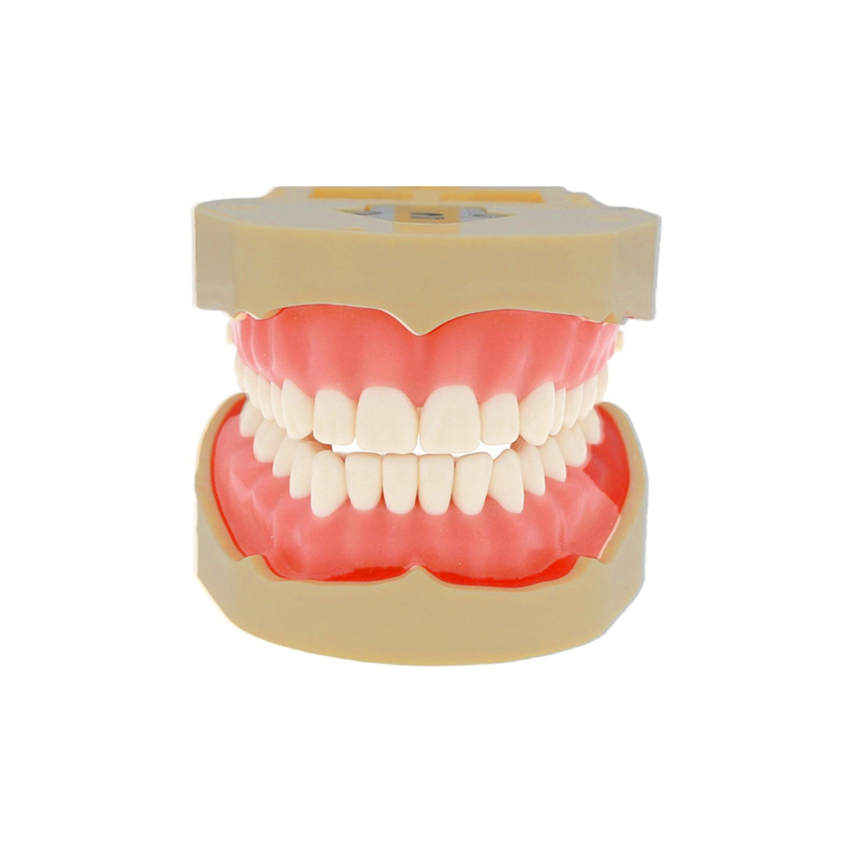 iDENTical Frasaco Type Typodont Jaw Set