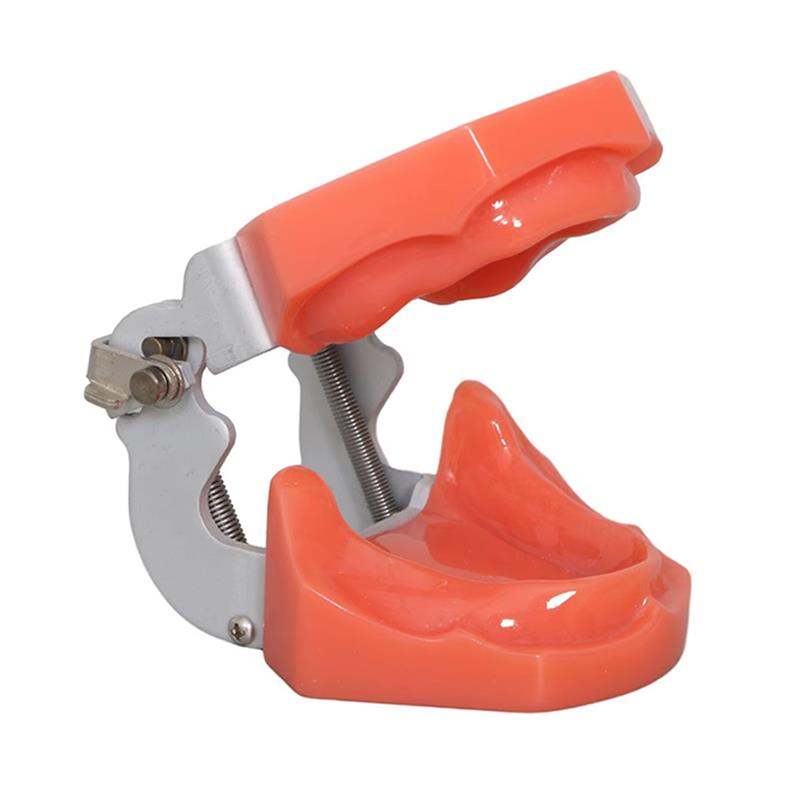 iDENTical Standard Edentulous Model M7041