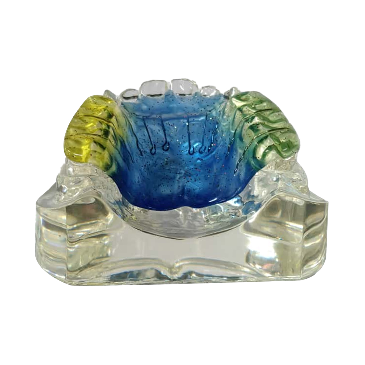 iDENTical Orthodontic Model With Multicolor Retainer M3011